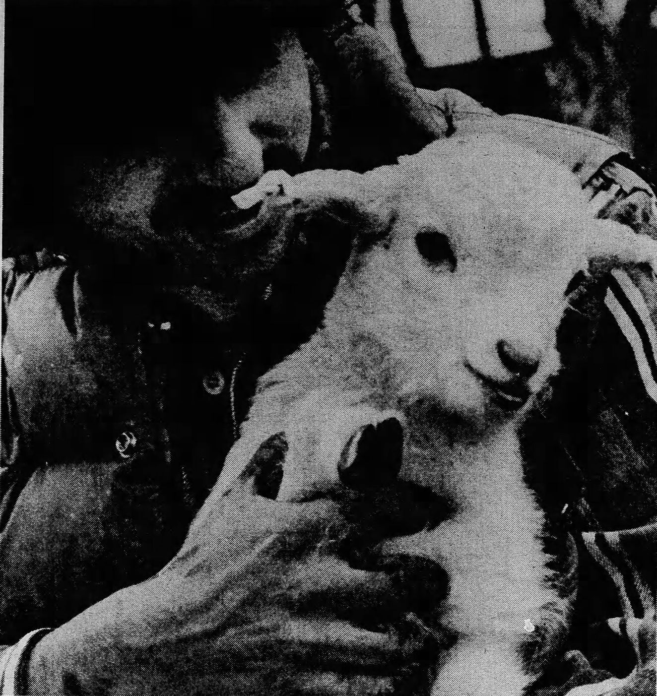 Angora kid